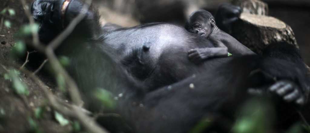 Desgarrador: el amor de una mamá gorila por su hijo muerto