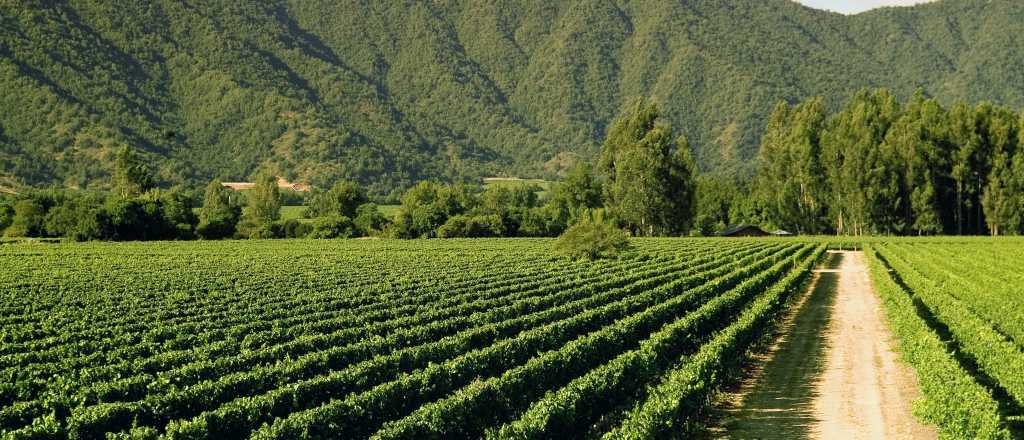 Mendoza es la segunda provincia con más tierras en manos de extranjeros