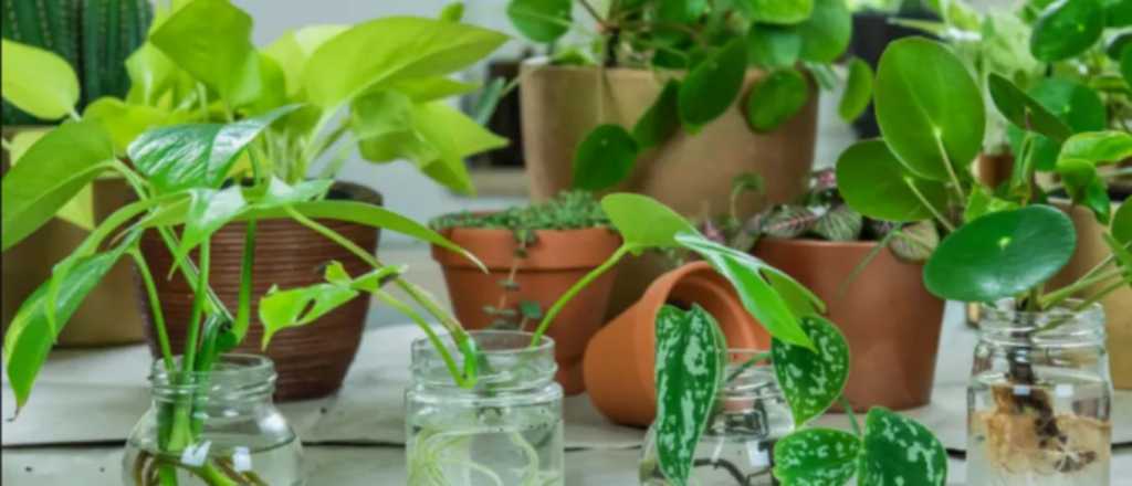 Las 3 plantas para cultivar en agua m&aacute;s f&aacute;ciles de tener en casa