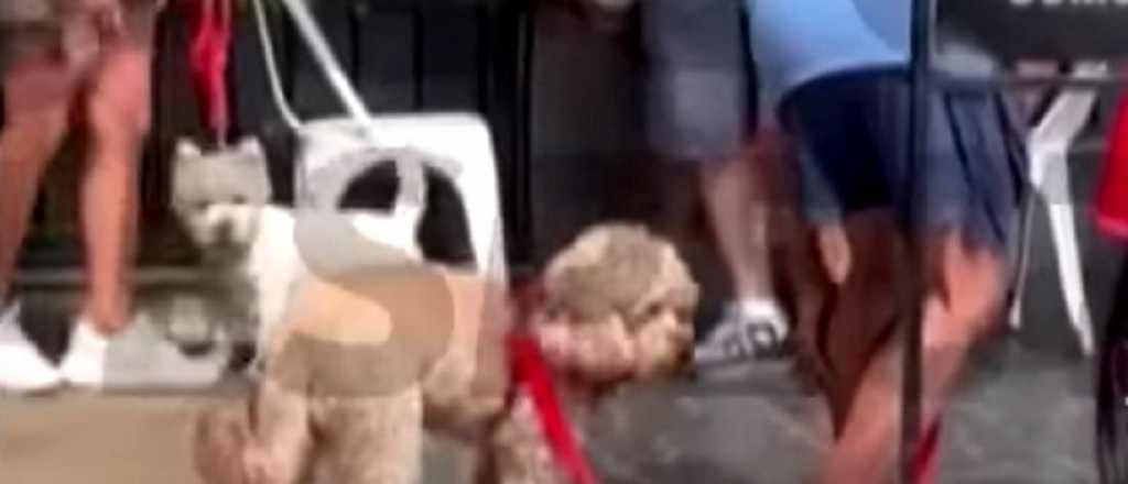 Video: Francella, furioso tras de ser mordido por un perro en la calle