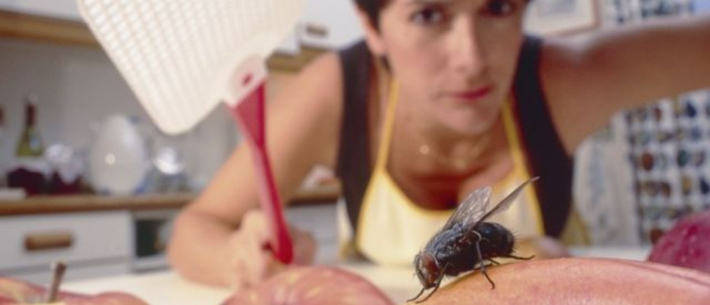Cómo eliminar las moscas para siempre con siete trucos infalibles