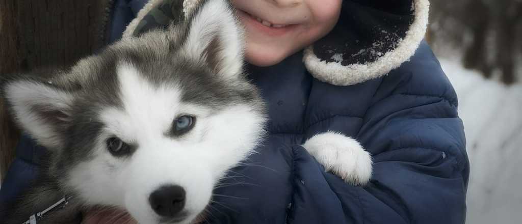 Por qué los perros siberianos tienen los ojos azules