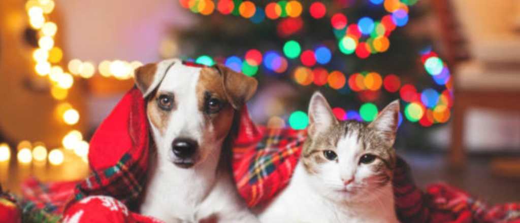 Los cuidados que tenés que tener con tu mascota en Navidad