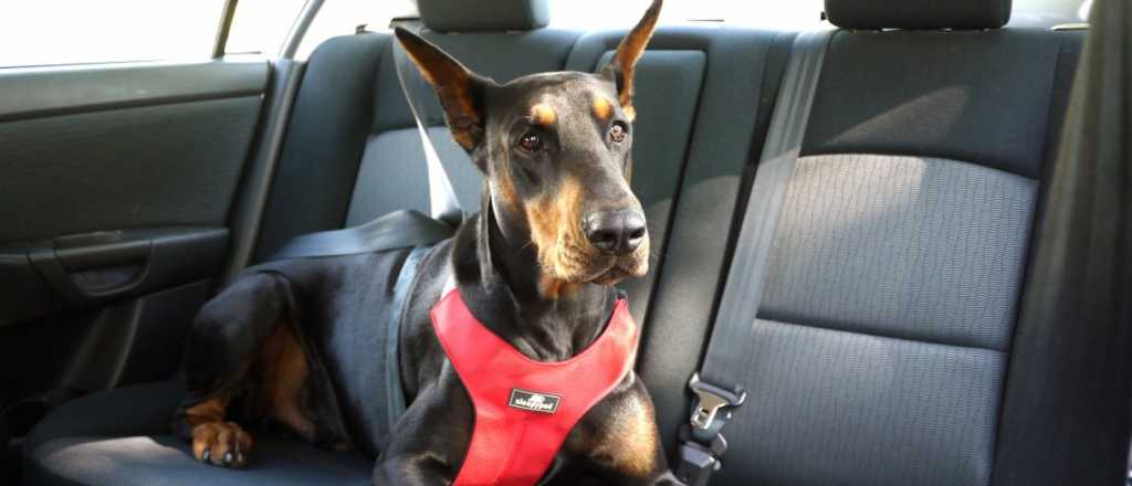 Qué pide Chile para ingresar con tu mascota