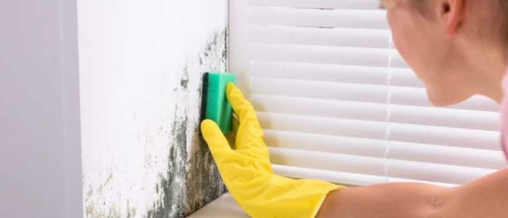 Moho en las paredes: un truco fácil para combatirlo