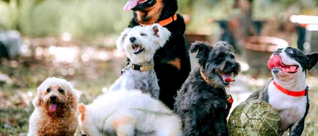 Estas son las 5 razas de perros más inteligentes de todas 