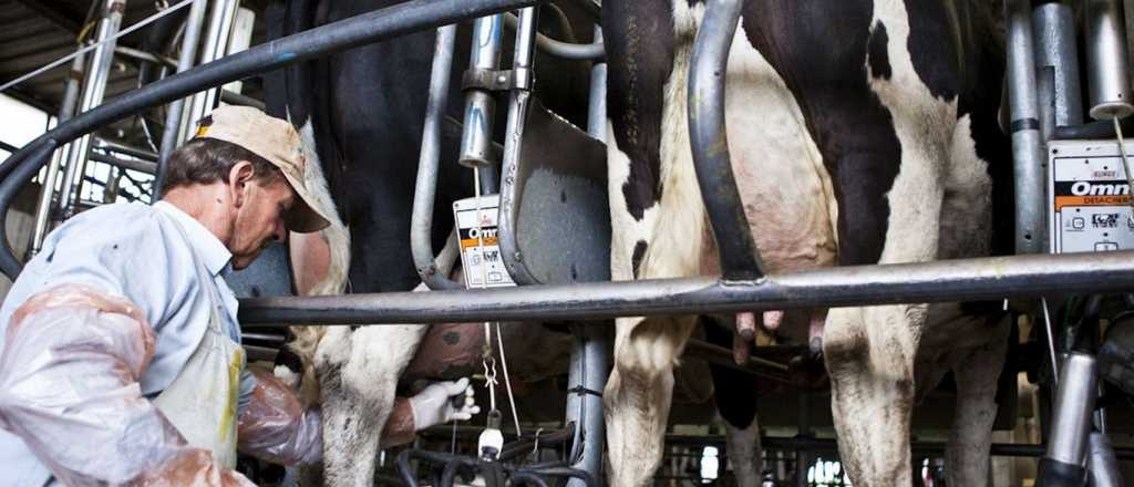 La sequ&iacute;a complica la producci&oacute;n de leche y los tambos piden ayuda
