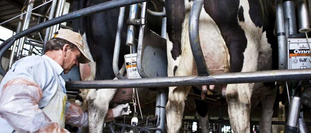 La sequía complica la producción de leche y los tambos piden ayuda