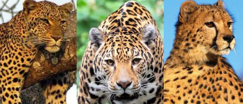 Sabés cuál es cuál: la diferencia entre jaguar, leopardo y guepardo