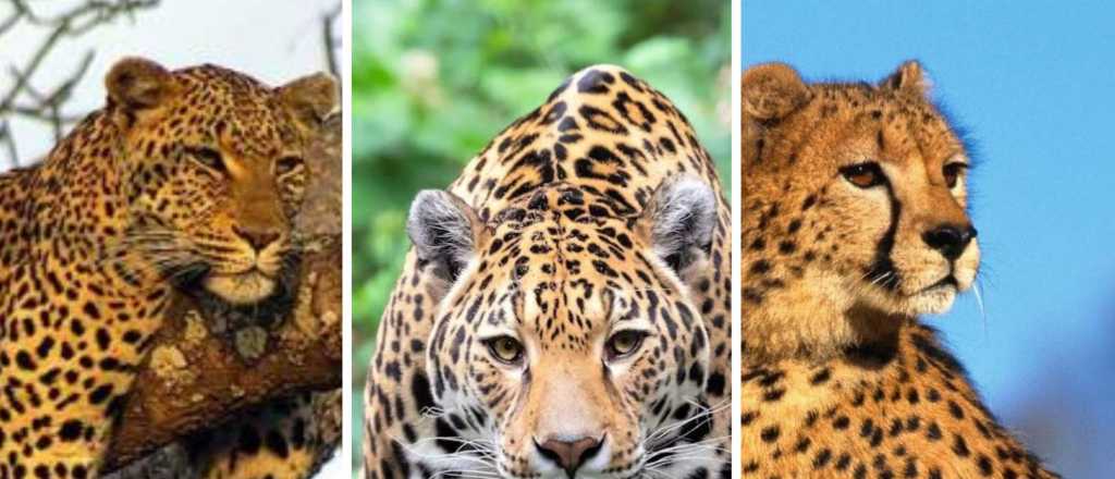 Sabés cuál es cuál: la diferencia entre jaguar, leopardo y guepardo