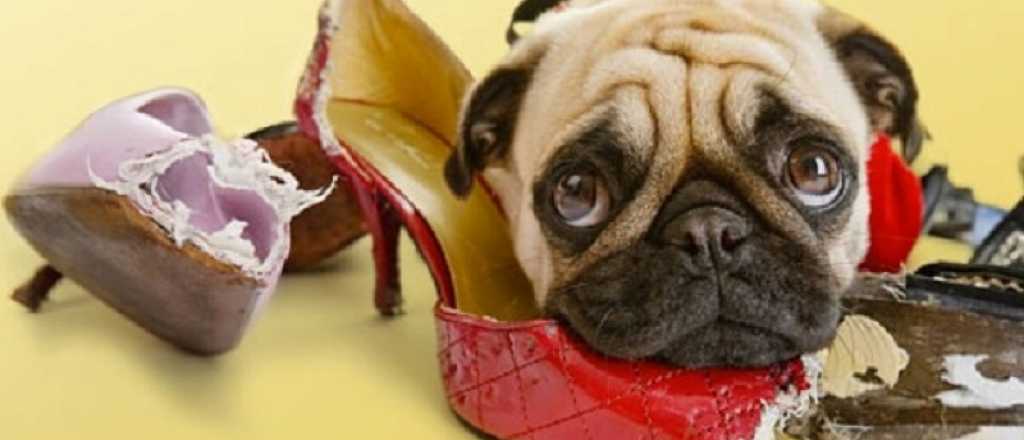 &iquest;Por qu&eacute; a las mascotas les gusta esconder cosas?