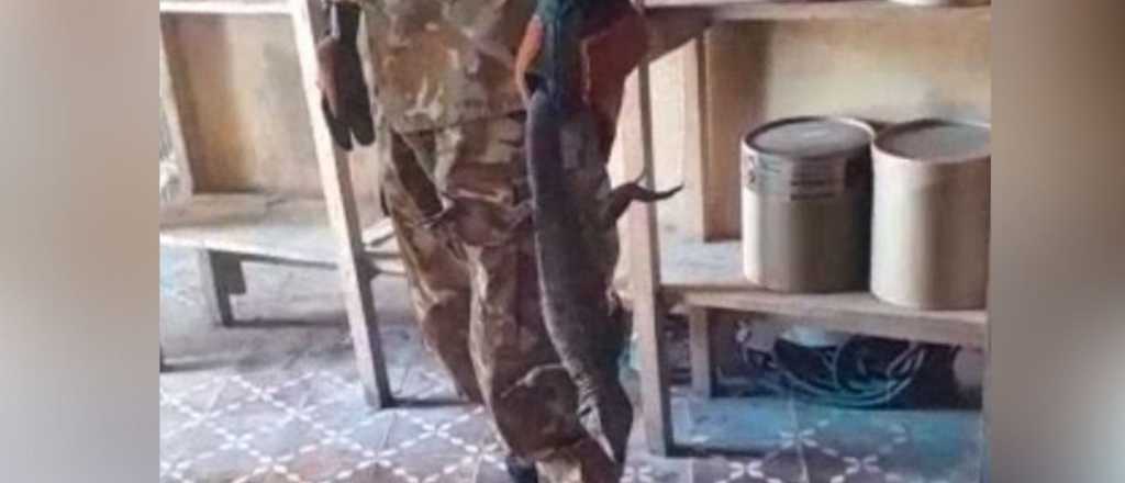 Video: un lagarto apareció en una casa de San Rafael