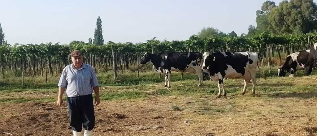 Se "corta" la leche: en Mendoza venden las vacas para no cerrar los tambos