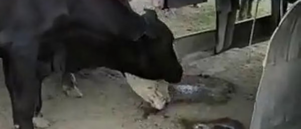 Por la sequía en Santa Fe las vacas beben las gotas que caen de los camiones