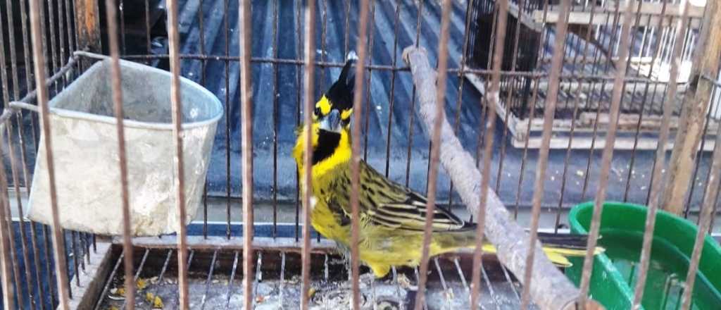 Si robás un animal autóctono, hay multas de hasta 2 millones