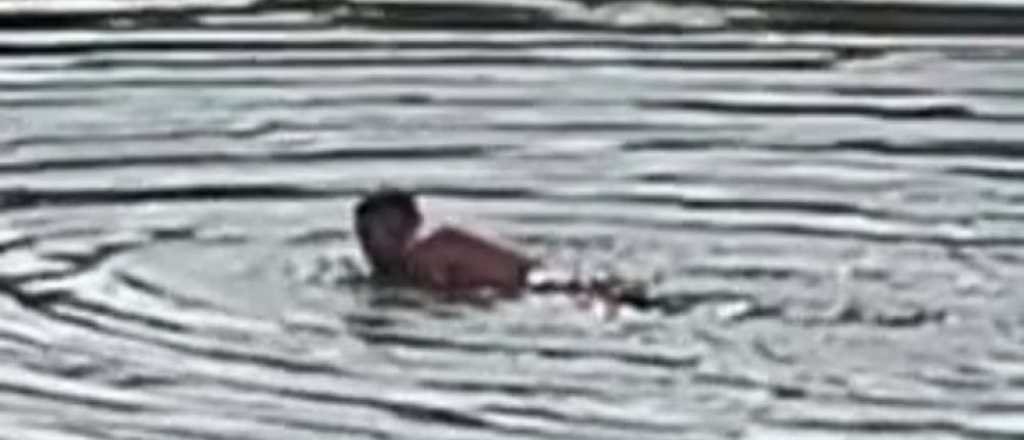 Video: cayó el "Hombre Pato", quien robó y quiso escapar nadando