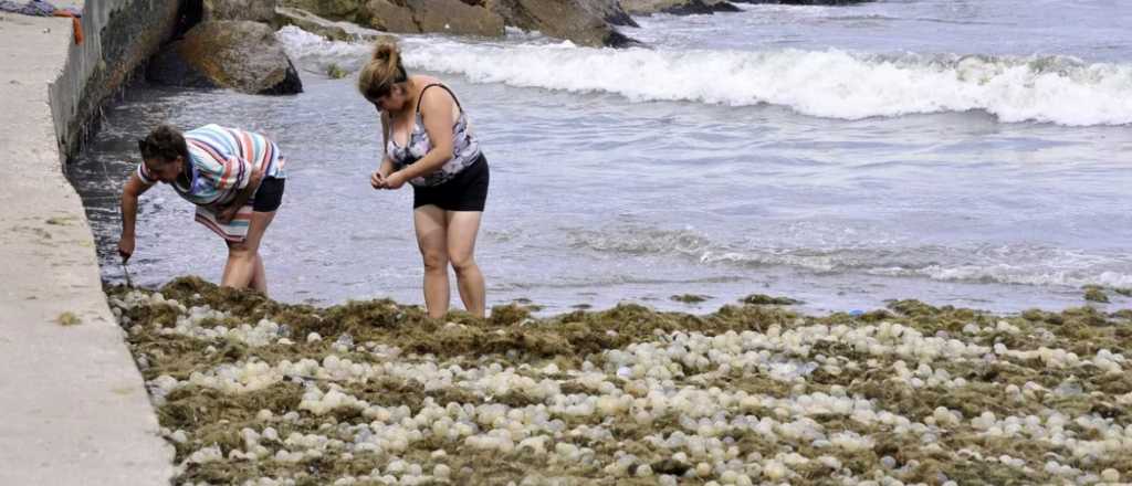 Extraño fenómeno: playas de Mar del Plata invadidas por organismos