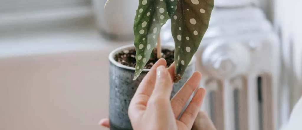 Por qué tener plantas en casa mejora la memoria y reduce el estrés