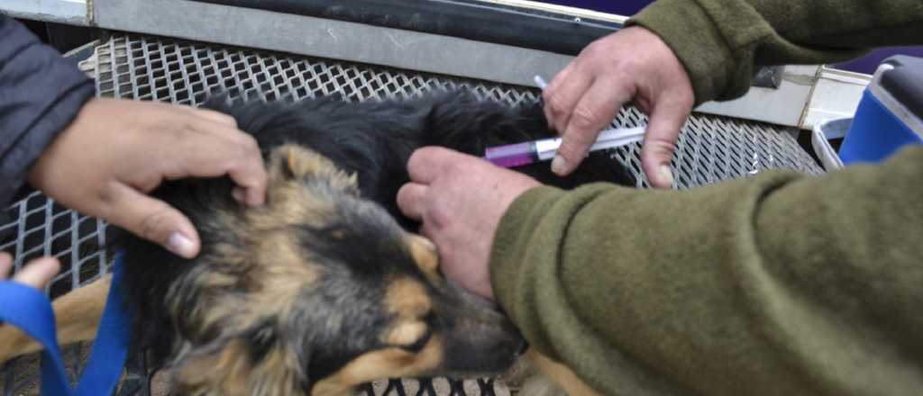 Esta es la agenda del móvil veterinario de Guaymallén