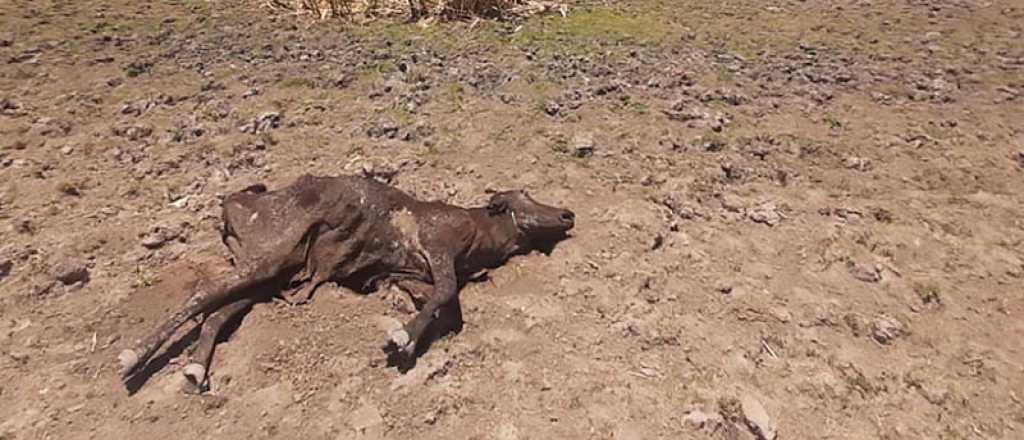 Destinar&aacute;n $900 millones a productores de Santa Fe afectados por la sequ&iacute;a