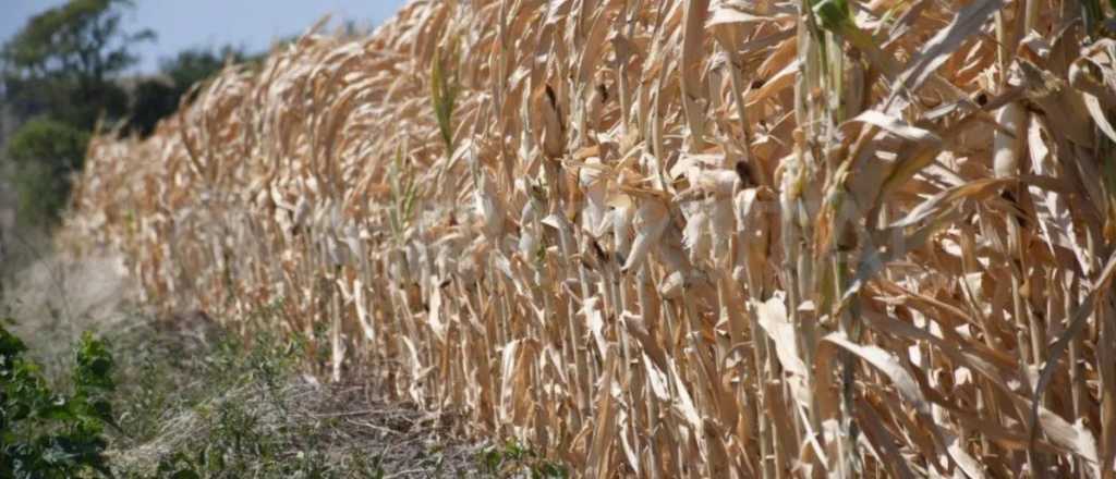 Sequía: "En algunas zonas ya se perdió todo" dice la Federación Agraria
