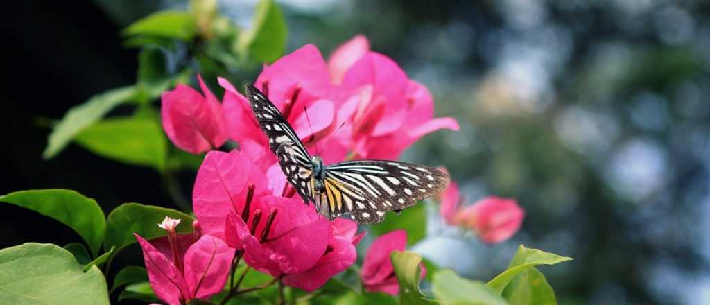 Jardinería: los insectos que son buenos para tus plantas