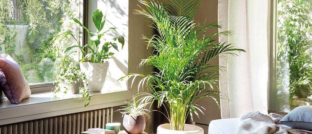 Los mejores consejos para cuidar tus plantas de interior