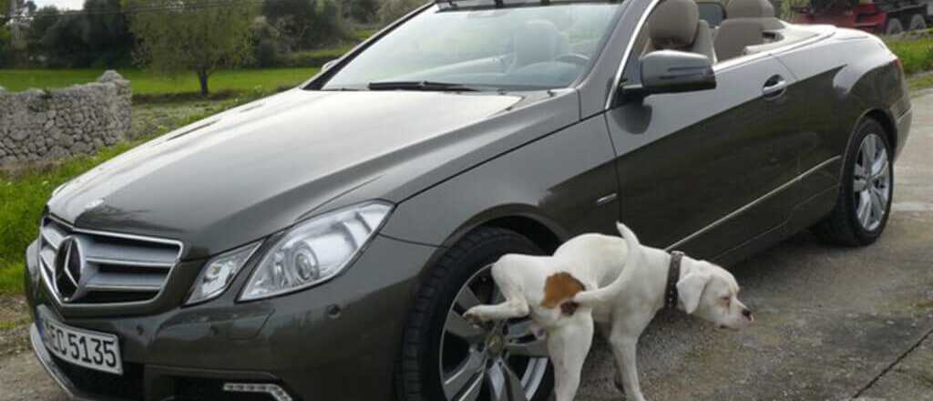 ¿Por qué los perros orinan las ruedas de los autos?