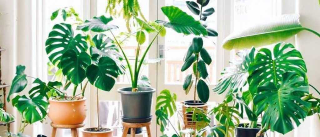 Seg&uacute;n el Feng Shui est&aacute;s son las plantas que m&aacute;s atraen la felicidad