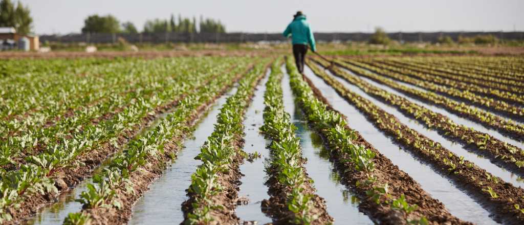 La superficie sembrada con hortalizas superó el 8% en Mendoza