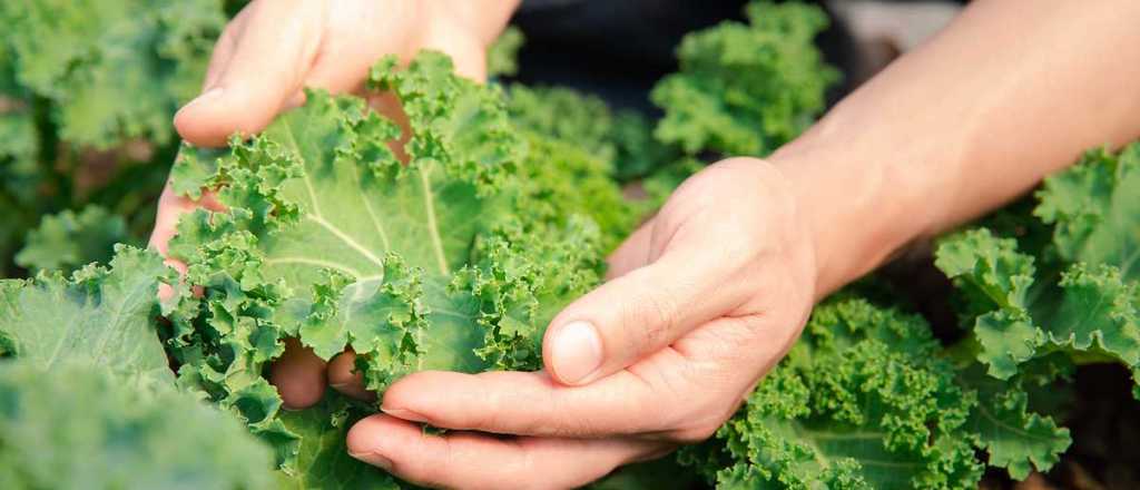 Col Kale o rizada: los importantes beneficios que aporta consumirla