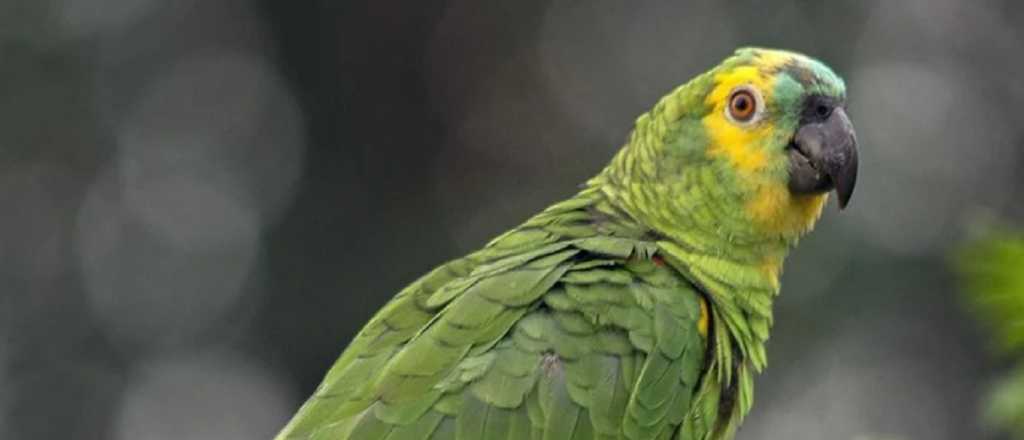 Cuatro internados por una "gripe del loro": qué es y cómo prevenir