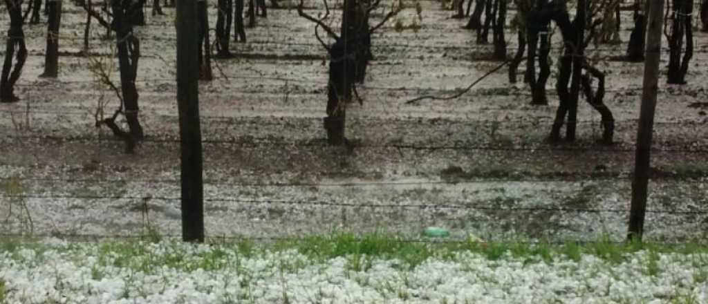 San Mart&iacute;n destinar&aacute; fondos de la Vendimia a familias contratistas