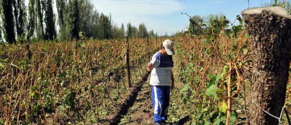 El granizo en San Martín y Valle de Uco generó graves daños en cultivos 
