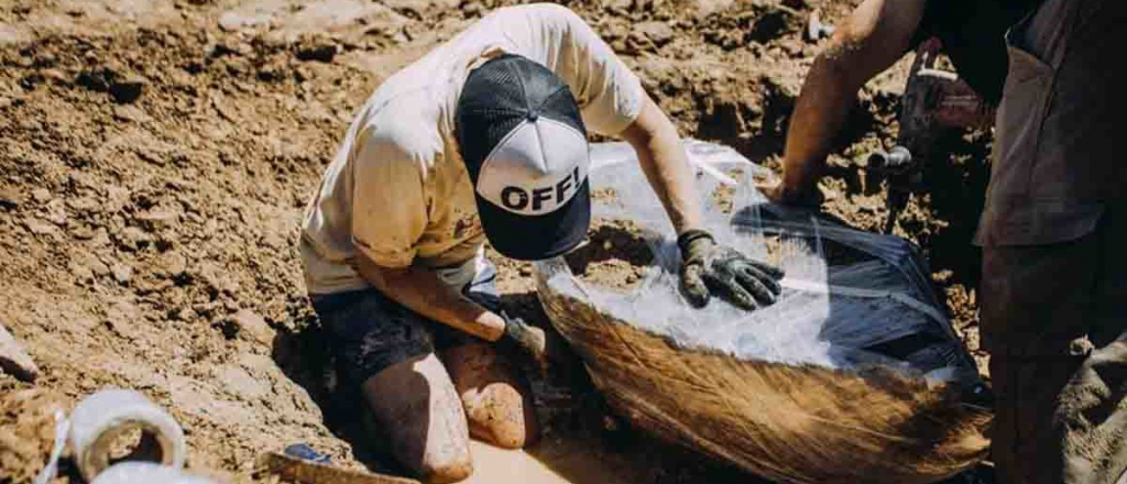 Una niña halló restos de dos gliptodontes de 3 millones de años en Chapadmalal