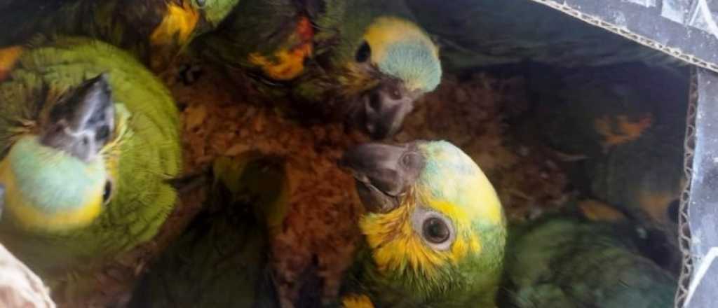 Intentaron ingresar a Mendoza 20 loros amaz&oacute;nicos