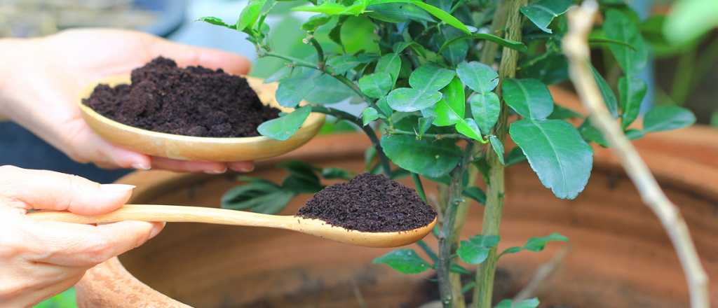 El fertilizante natural que servirá para tus plantas en verano