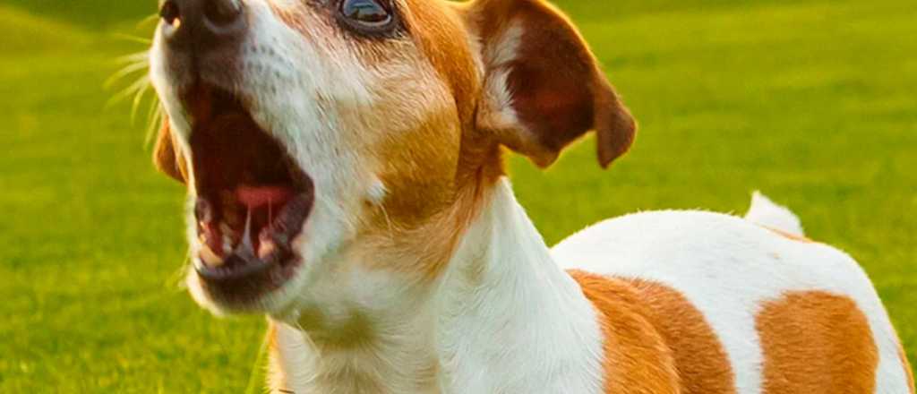 &iexcl;No paran! Las 5 razas de perros que evitar si no te gustan los ruidos