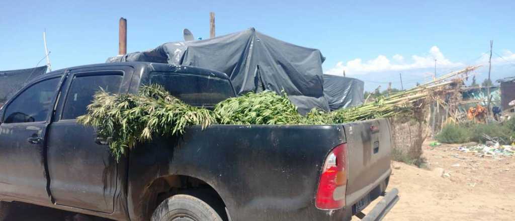 Secuestraron 42 plantas de marihuana de tres metros de altura en el Valle de Uco