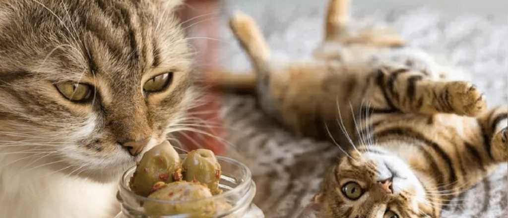 ¿Pueden los gatos comer aceitunas?