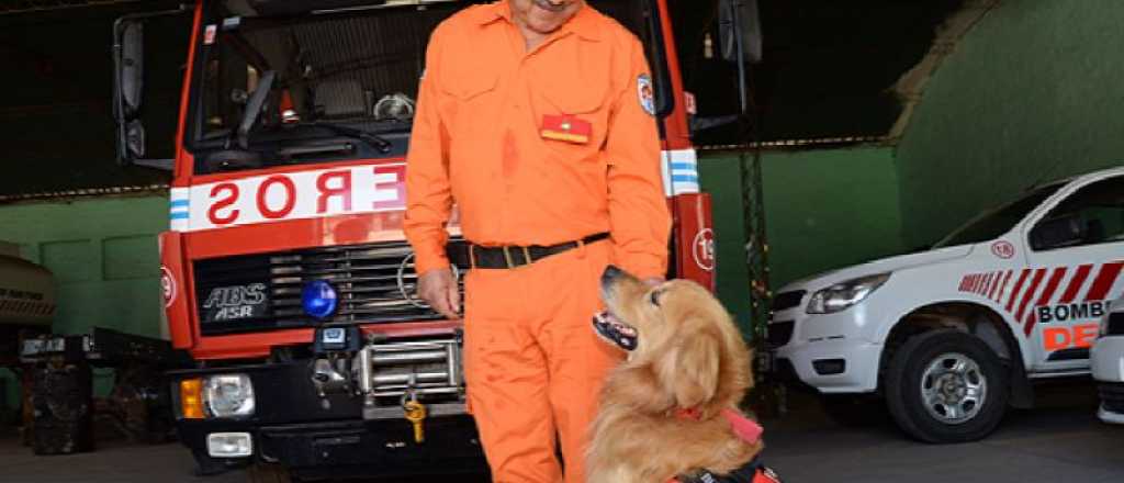 Cu&aacute;les son los perros que pueden trabajar como bomberos