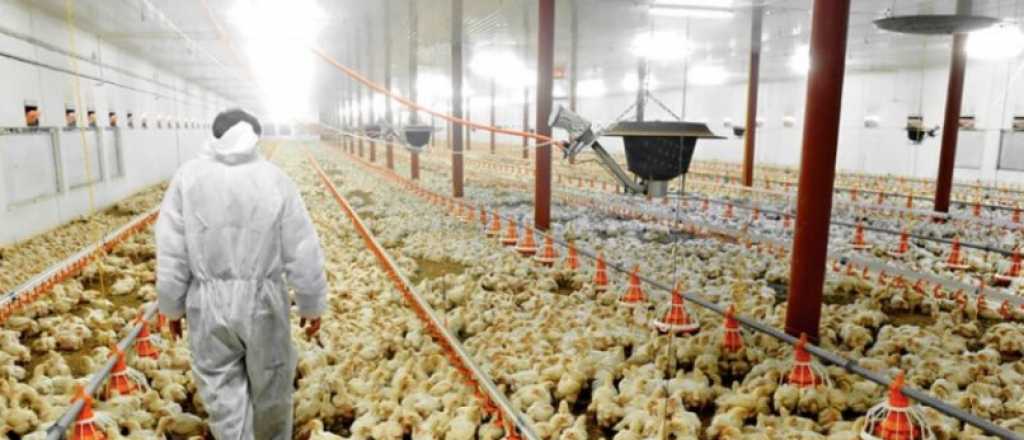 Qué medidas puede tomar el Senasa para evitar que la gripe aviar se propague