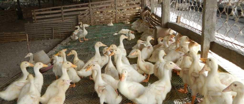 Confirmaron un segundo caso de gripe aviar en Córdoba