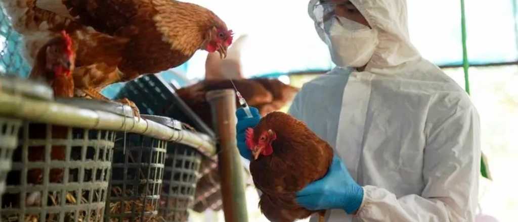 Confirman nuevos casos de gripe aviar en el país y crece la preocupación