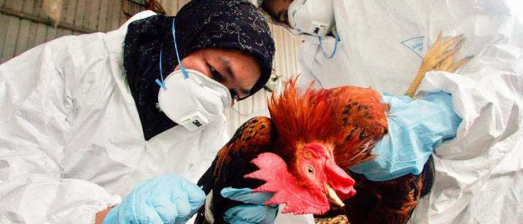 Los productores afectados por la gripe aviar tendrán un refuerzo económico