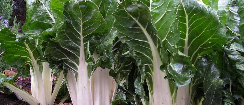 Temporada de acelga en Mendoza, la verdura con más vitaminas del calendario