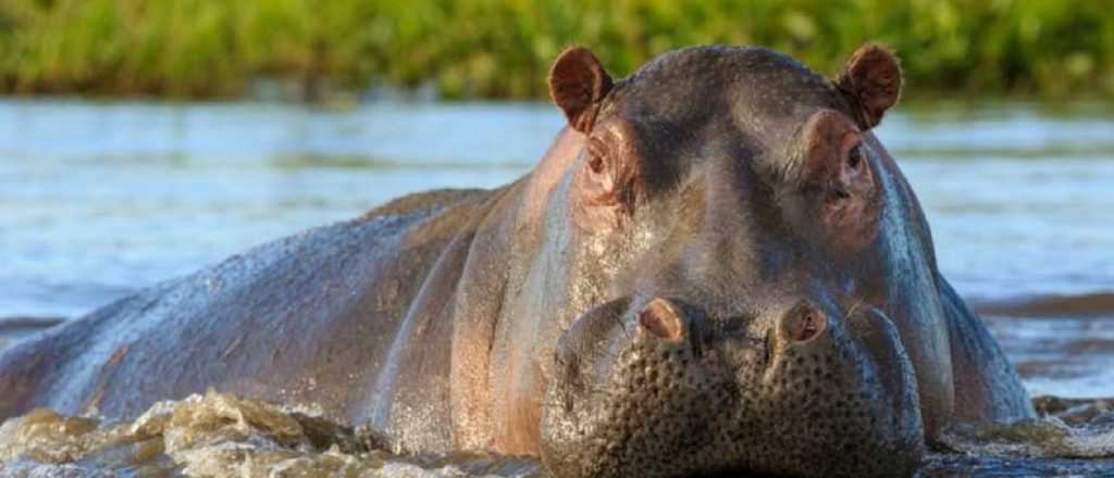 ¿Por qué el hipopótamo se encuentra en peligro de extinción?