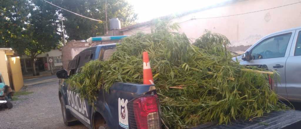 La policía secuestró 20 plantas de marihuana en Tupungato