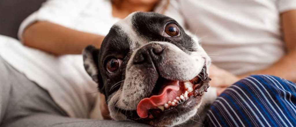 Las cinco mejores razas de perros de compañía: ¿Los conocías?