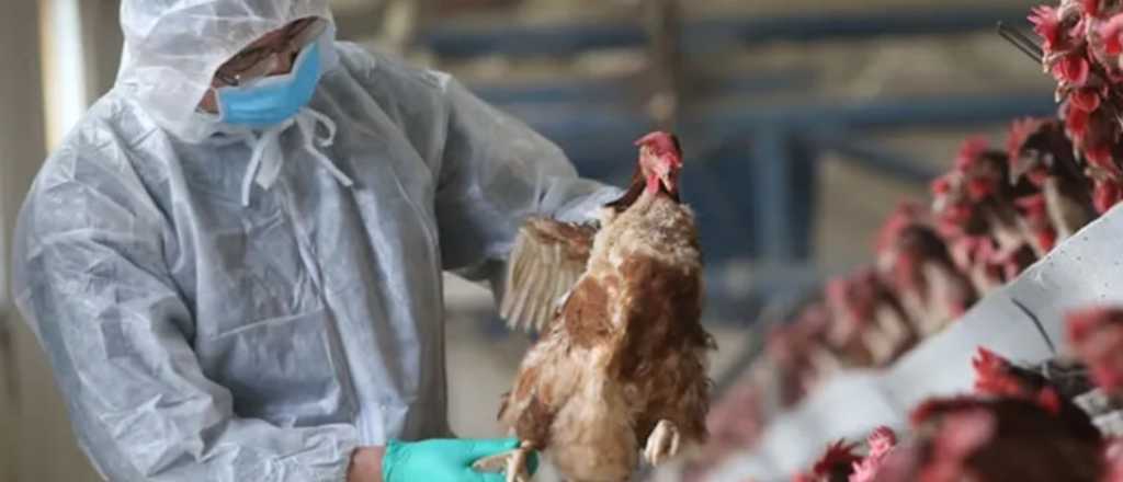 Detectaron otro caso positivo de gripe aviar en Córdoba
